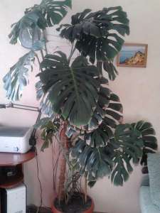 ������ �������� - ����������� 1