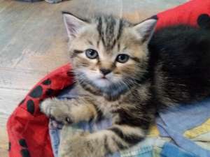 ������ �������� - ����������� 1