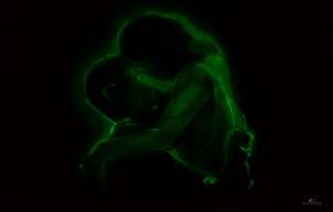 ������ �������� - ����������� 1