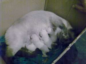 ������ �������� ����� - ����������� 1