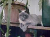 ������ �������� ����� - ����������� 2