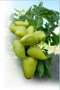 ������ �������� ����� Yanika F1 / ����� F1 ����� ������ - ����������� 1