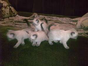 ������ �������� �����. �� ������. - ����������� 1