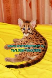 ������ �������� ����� ���� - ����������� 1