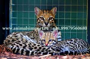 ������ �������� ����� �������. - ����������� 1