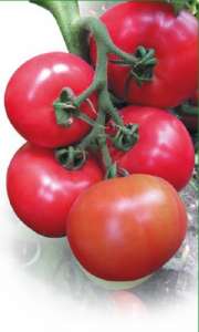 ������ �������� ������ Kasamori F1 / �������� F1 ����� ������ - ����������� 1