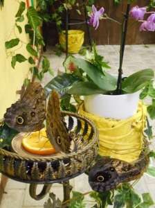 ������ �������� ������ ����� ����� ����� ������� �� �������� - ����������� 1