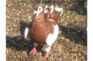 ������: �������� ������, ���������, ����� � �.�. - ����������� 1