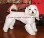 ������ �������� �������. - ����������� 3