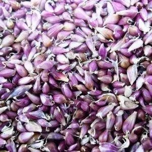 ������ �������� �������. ���� ���������� ����������. - ����������� 1