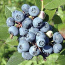 ������� � ����������: ������ �������� ������� ��������