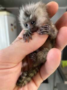 ������ �������� ������� ��������� ���������� - ����������� 1