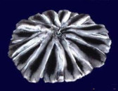 ������� � ����������: ������ �������� ������������ ��������