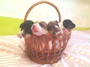 ������ �������� ������������ ������������� ����� ���� ������ �� ������������ ��������� - ����������� 1