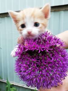 ������ ��������� - ����������� 1