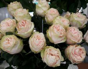 ������ ��������� �� ����� - ����������� 1