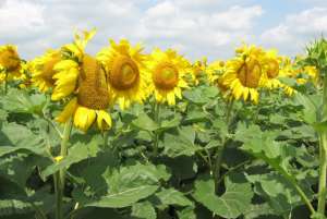 ������ ��������� �� �������� / ������, ����� - ����������� 1