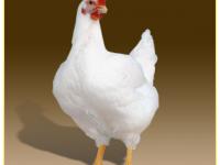 ������ ���������, �����, ����, ������������ ��������� - ����������� 1