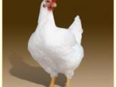 ������� � ����������: ������ ���������, �����, ����, ������������ ���������