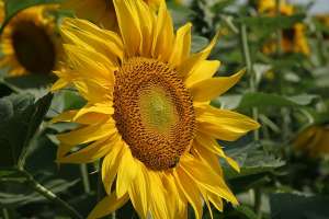 ������ ��������� ������ / ������ ������������� ������ (��� �����������) - ����������� 1