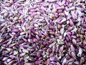 ������ ��������� ������ ������� ����� ���������� - ����������� 1