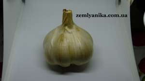 ������ ��������� �������� - ����������� 1