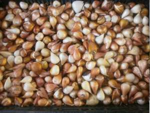 ������ (���������) �������� ����� � �������� - ����������� 1