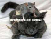 ������� � ����������: ������, ���������, �������� ����� �� ���