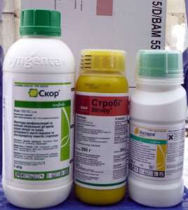 ������ ��������� ����������� ��������� ���������� ������ ������� ������ � ������. - ����������� 1