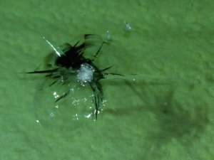 ������ ���������� - ����������� 1