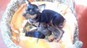 ������ ���������� ������ ��� ���-�������!!! ����� �������� - ����������� 1