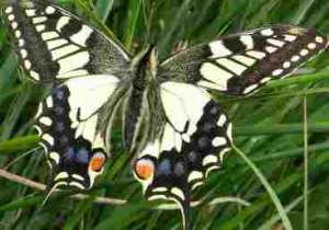 ������ ���������� ������ ����� ����� ����� ������� �� ����� ������� - ����������� 1