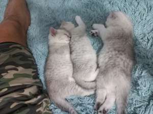 ������ ���������� �������� - ����������� 1