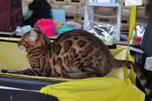 ������ ����������� �����. �����. - ����������� 1