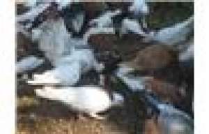 ������ �����������. ������. - ����������� 1