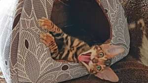 ������ ����������� ������. ���������� ����! - ����������� 1