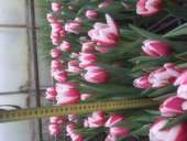 ������ ����������� �������� ������� �����! - ����������� 3