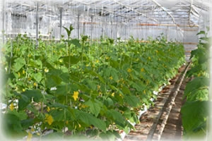 ������ ����������� ��������� ��������� - ����������� 1