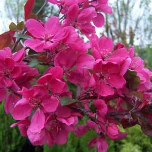 ������ ������������ ��� ���������� - ����������� 1