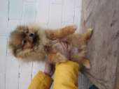 ������ ������������ ����� - ����������� 1