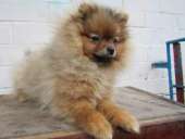 ������ ������������ ����� - ����������� 3