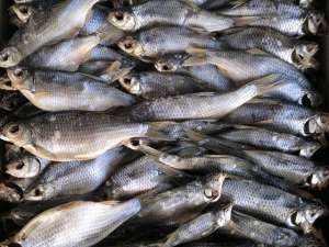 ������ ������������ (����� � ������������ � �������������) - ����������� 1