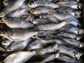 ������ ������������ (����� � ������������ � �������������). ������� ������ - ������������