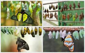 ������ ������������ ������ ����� ����� ����������� ������� - ����������� 1