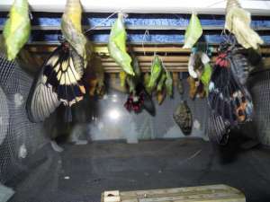 ������ ������������ ������ ����� ����� ����������� ������� - ����������� 1