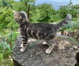 ������ ������������ ������� - ����������� 3