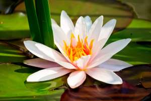 ������ ������������� - ����������� 1