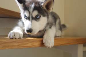 ������ ������������� ������������ ������� ����� - ����������� 1