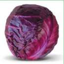 ������ �������������� ������� Kioto F1 / ����� F1. �������� - �������/�������