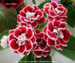 ������ ��������������� ��������� �������� - ���������. �������� - �������/�������